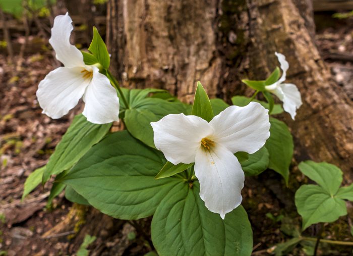 Trillium. The iconic flower of Ontario with magic number