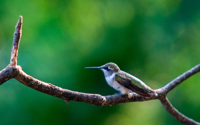 Ruby-Throuth Hummingbird