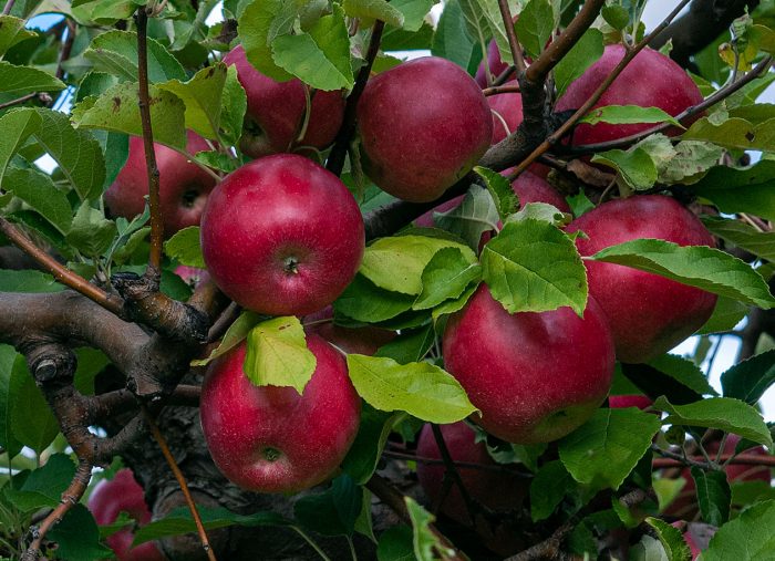 Wild Apples – The History of the Apple-Tree by Henry David Thoreau