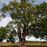 comfort-maple 500 years old