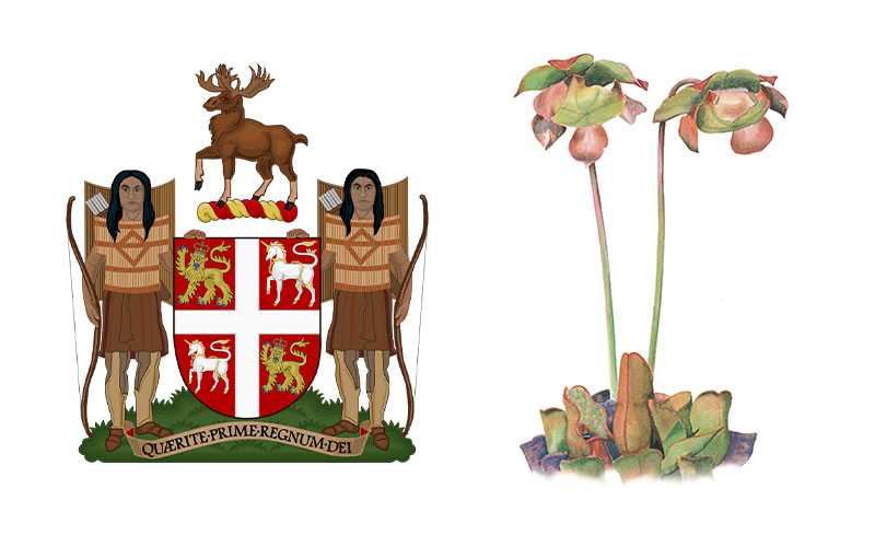 Newfoundland floral symbol