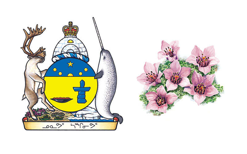 Nunavut floral symbol