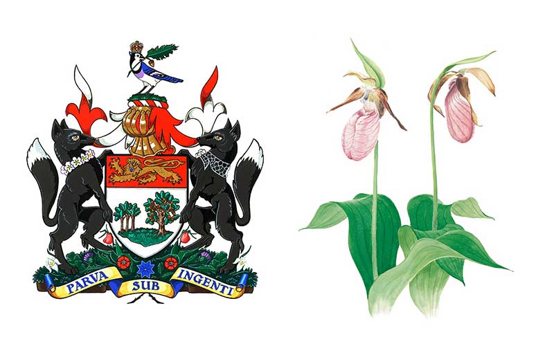 Prince Edward Island floral symbol