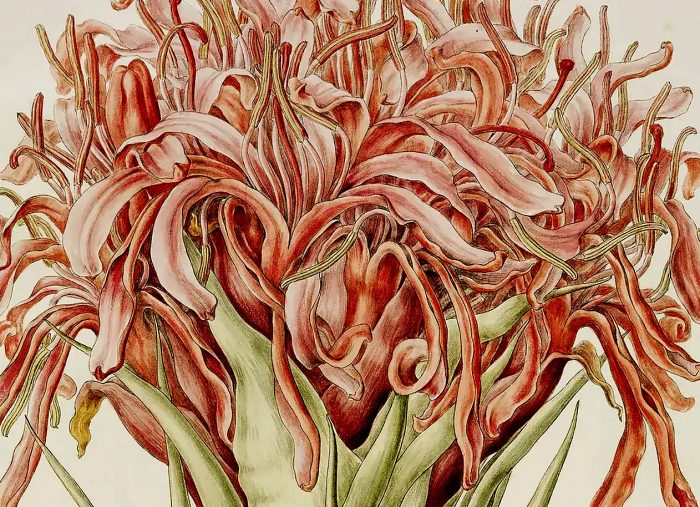 Monumental Flora Graeca is one of the most remarkable illustrated floras ever to see