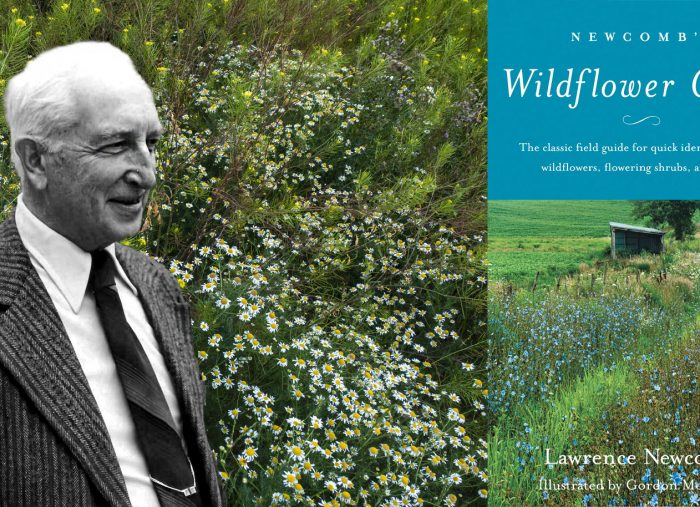 Lawrence Newcomb. The unknown botanist and his famous, legendary Newcomb’s Wildflower Guide